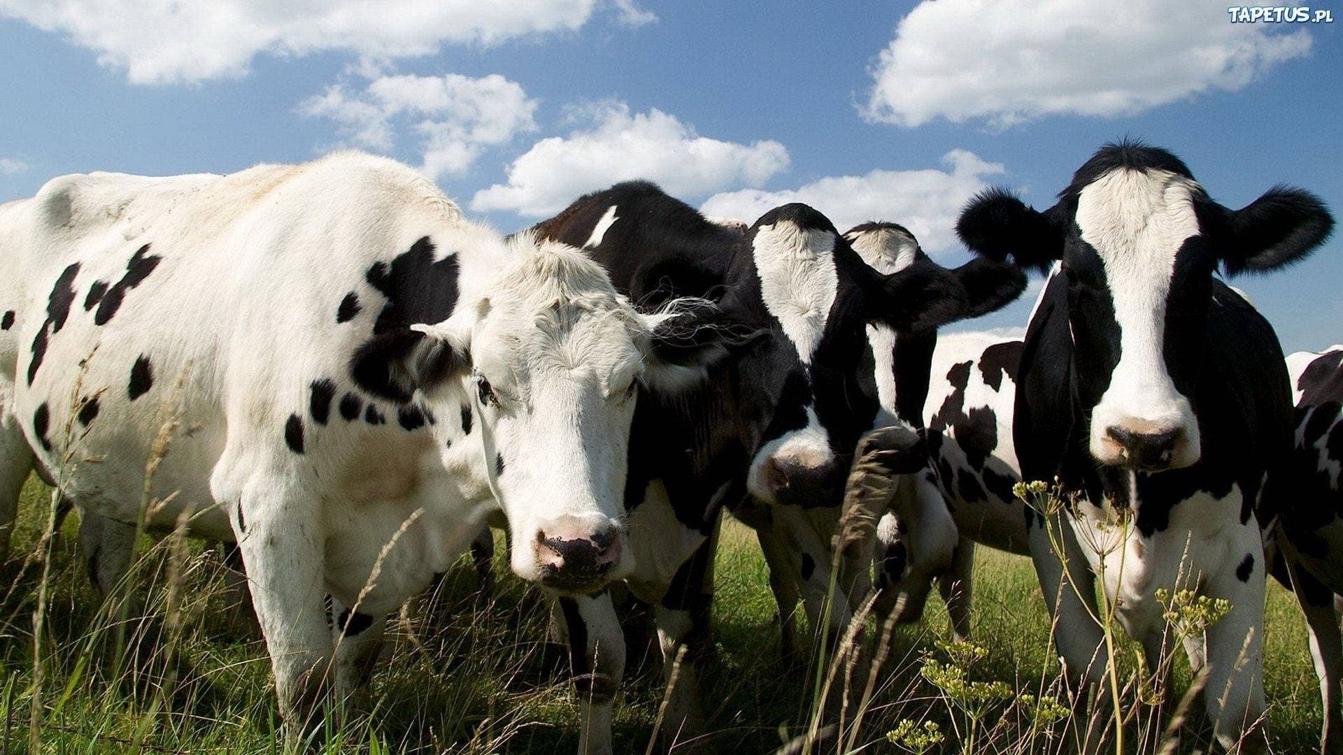 Farm Background